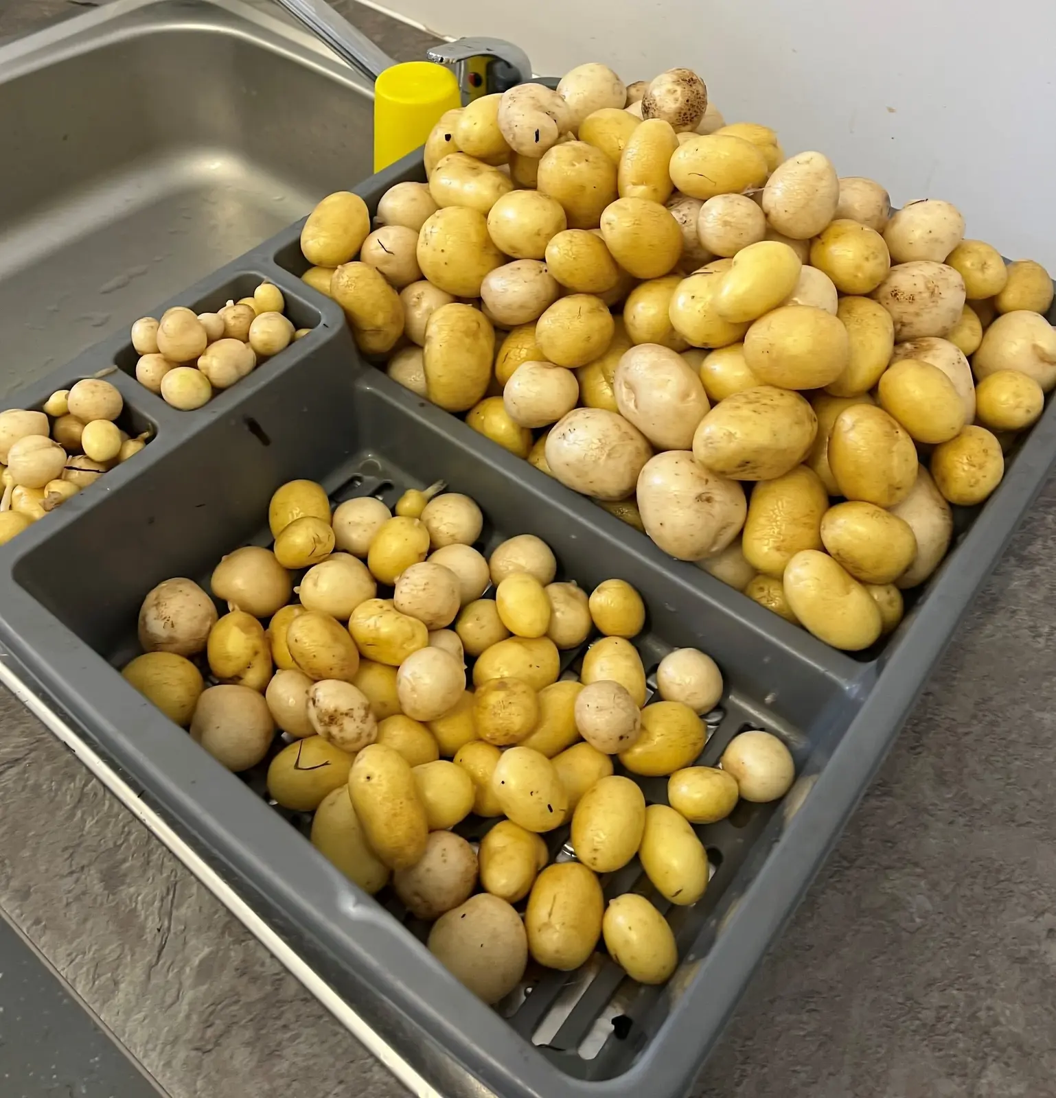 A bumper crop