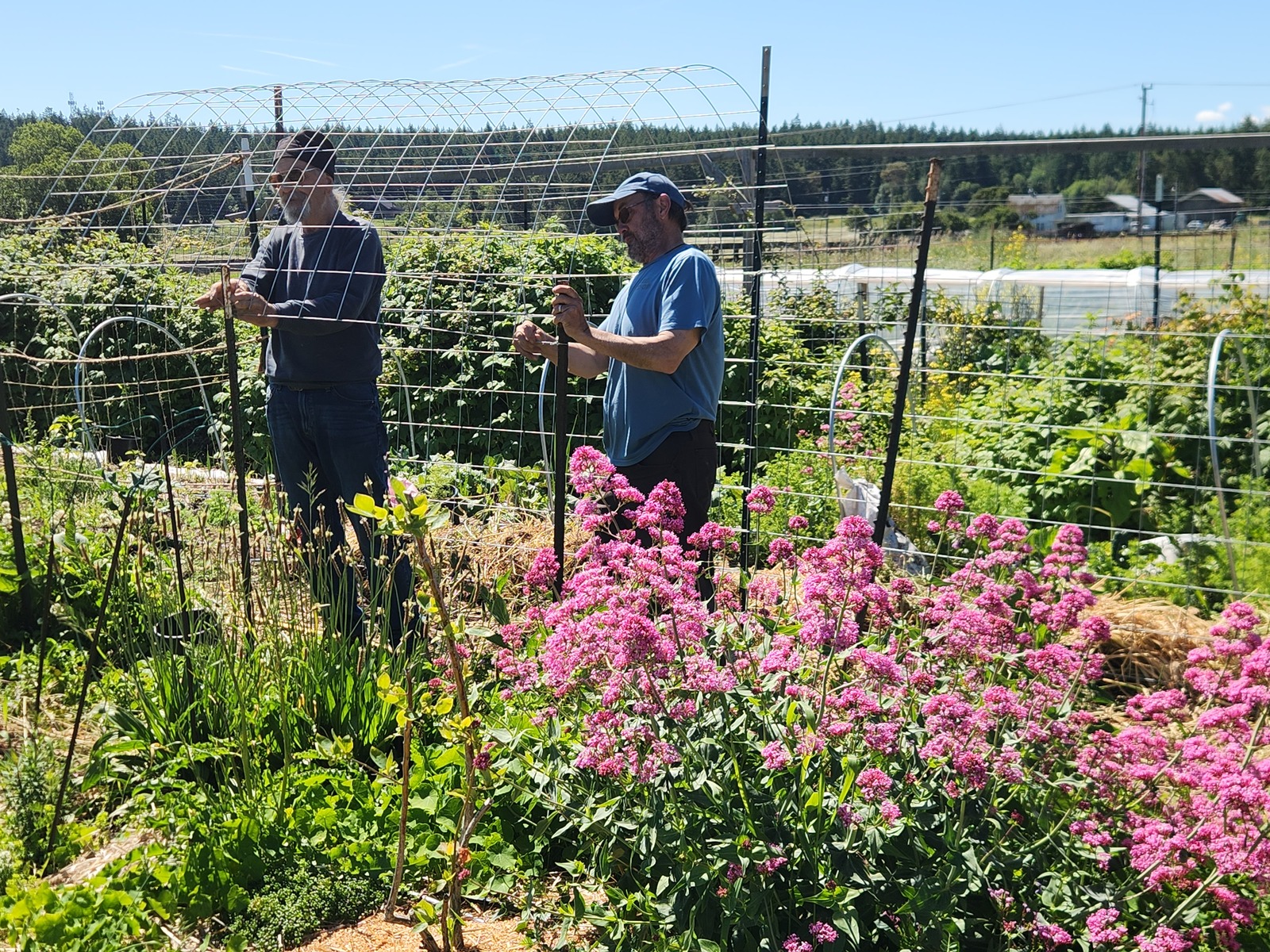 Gayle and Keith building bean trellis